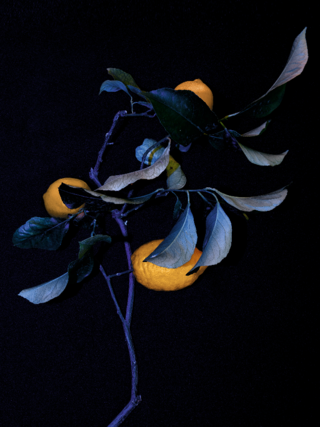 Citrus Branch from the series: Physis. Paxos 2018. 70x90cm Edition 3 + 2 A.P. 550€ (50% Off)