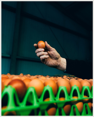 Eggs for USA. DIE ZEIT 13/2025